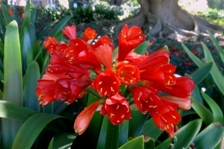 Spring_Botanic_Gardens_0299
