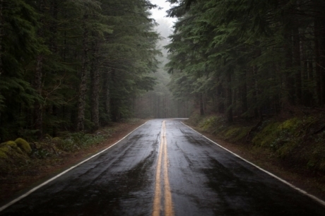 nature_trees_forest_wet_roads